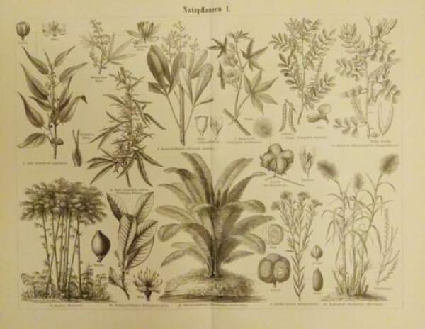 1899 - alter Druck - Nutzpflanzen (Flachs, Zuckerrohr, Bambus, Baumwolle,...